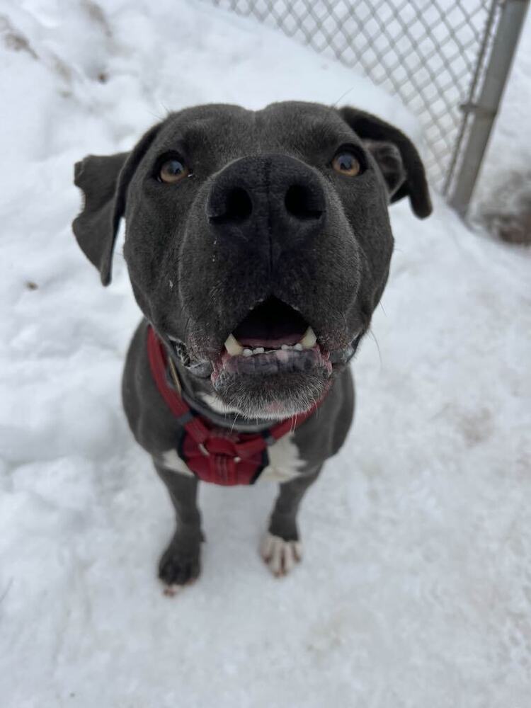 AJ, an adoptable Pit Bull Terrier in Houghton, MI, 49931 | Photo Image 2