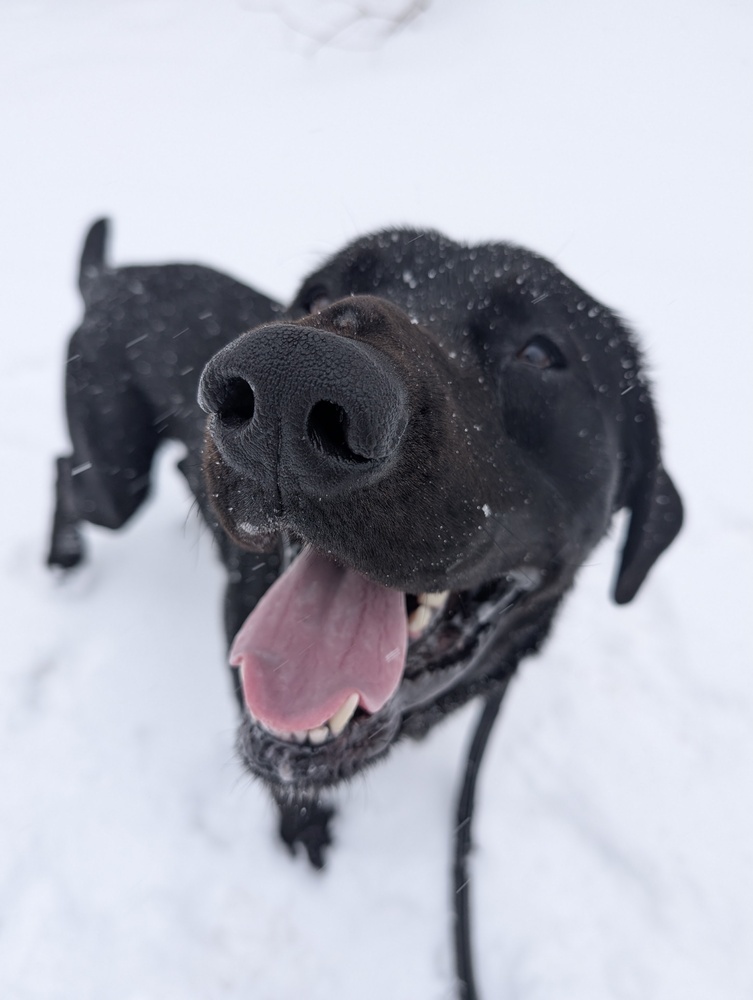 Dash, an adoptable Labrador Retriever in Houghton, MI, 49931 | Photo Image 1