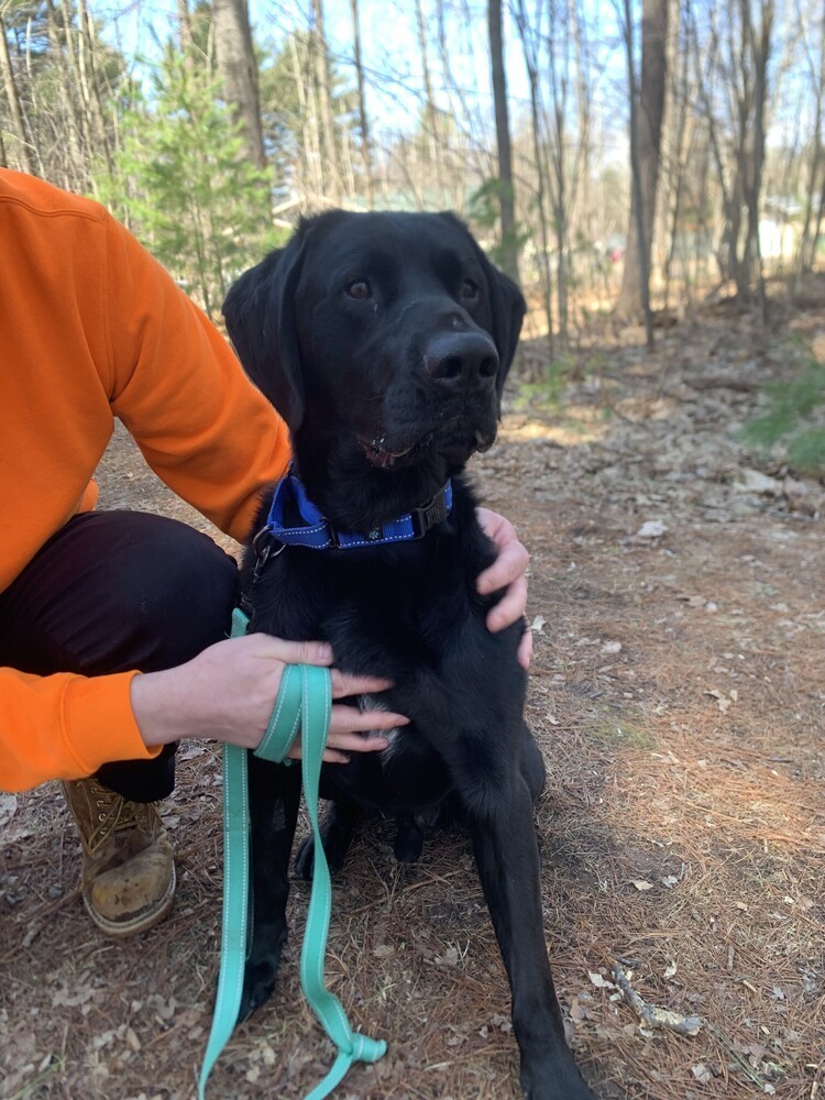 Dash, an adoptable Labrador Retriever in Houghton, MI, 49931 | Photo Image 1