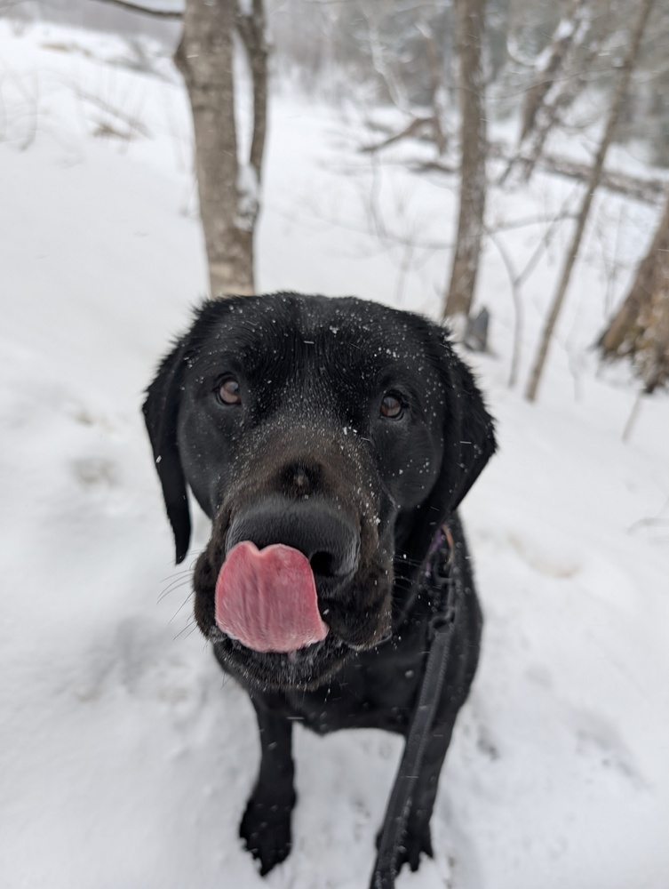 Dash, an adoptable Labrador Retriever in Houghton, MI, 49931 | Photo Image 2