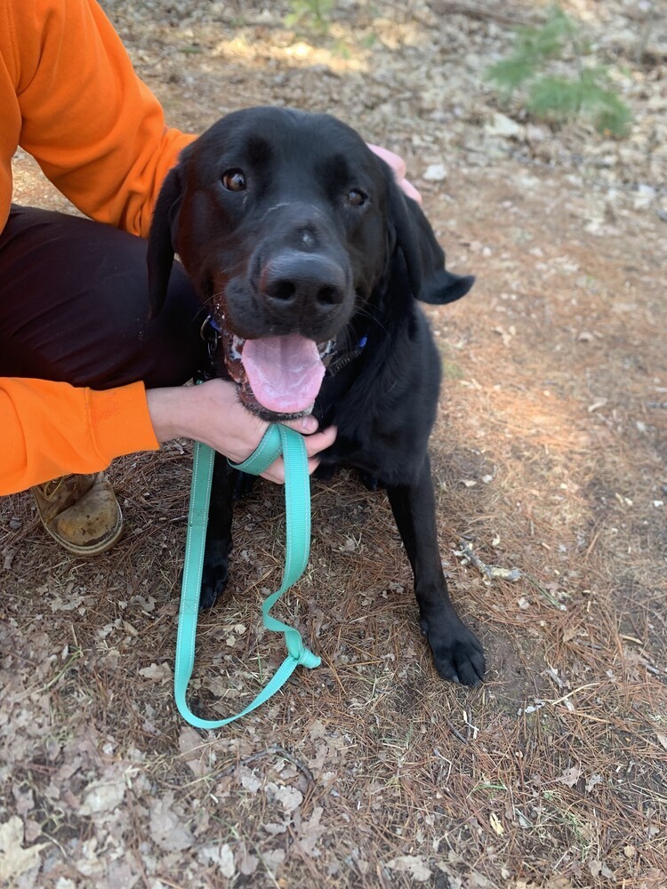 Dash, an adoptable Labrador Retriever in Houghton, MI, 49931 | Photo Image 2