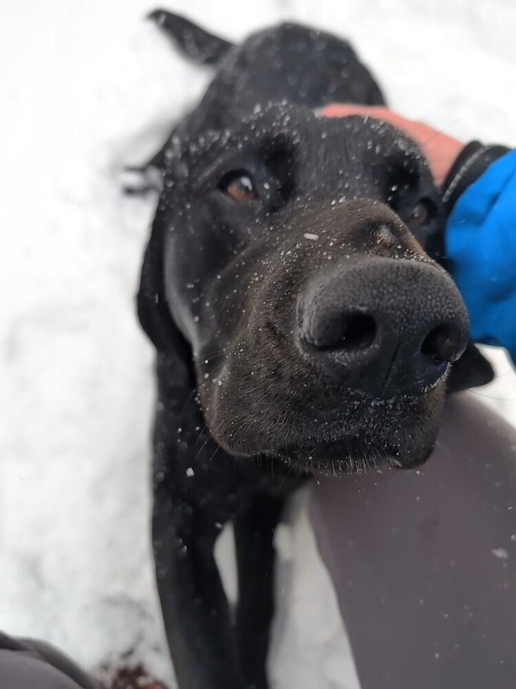 Dash, an adoptable Labrador Retriever in Houghton, MI, 49931 | Photo Image 3
