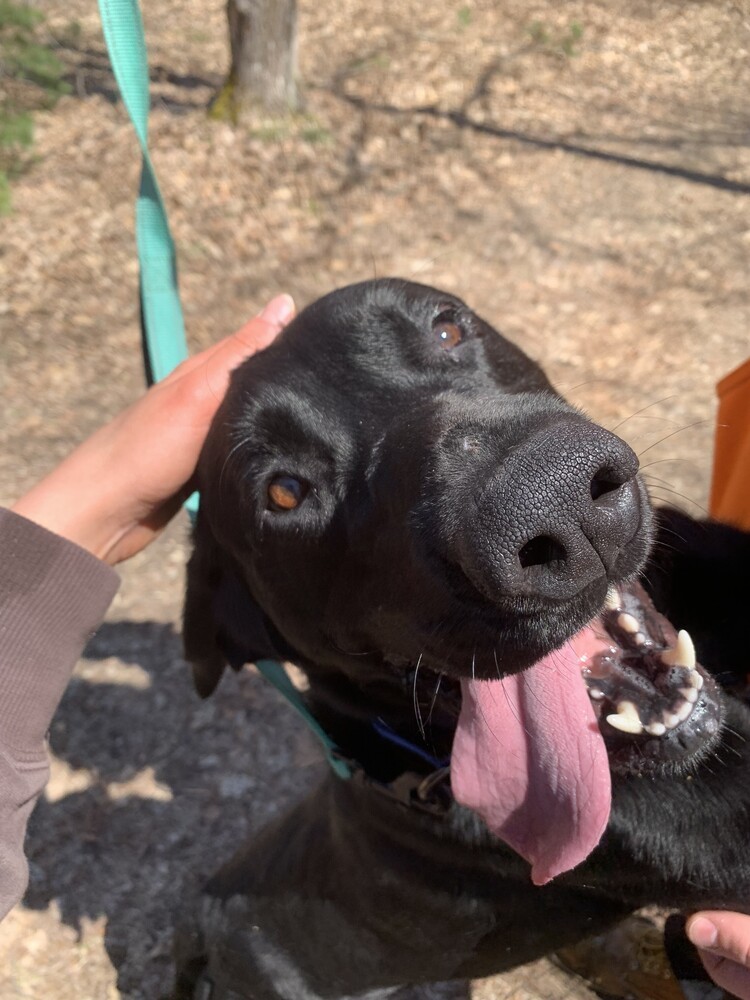 Dash, an adoptable Labrador Retriever in Houghton, MI, 49931 | Photo Image 3