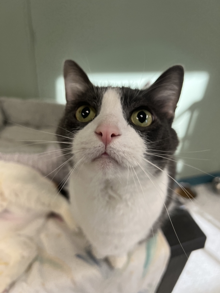 Muddybite, an adoptable Domestic Short Hair in Houghton, MI, 49931 | Photo Image 1