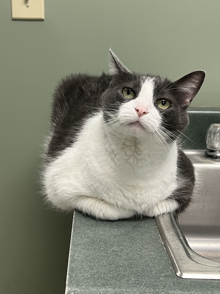 Muddybite, an adoptable Domestic Short Hair in Houghton, MI, 49931 | Photo Image 2