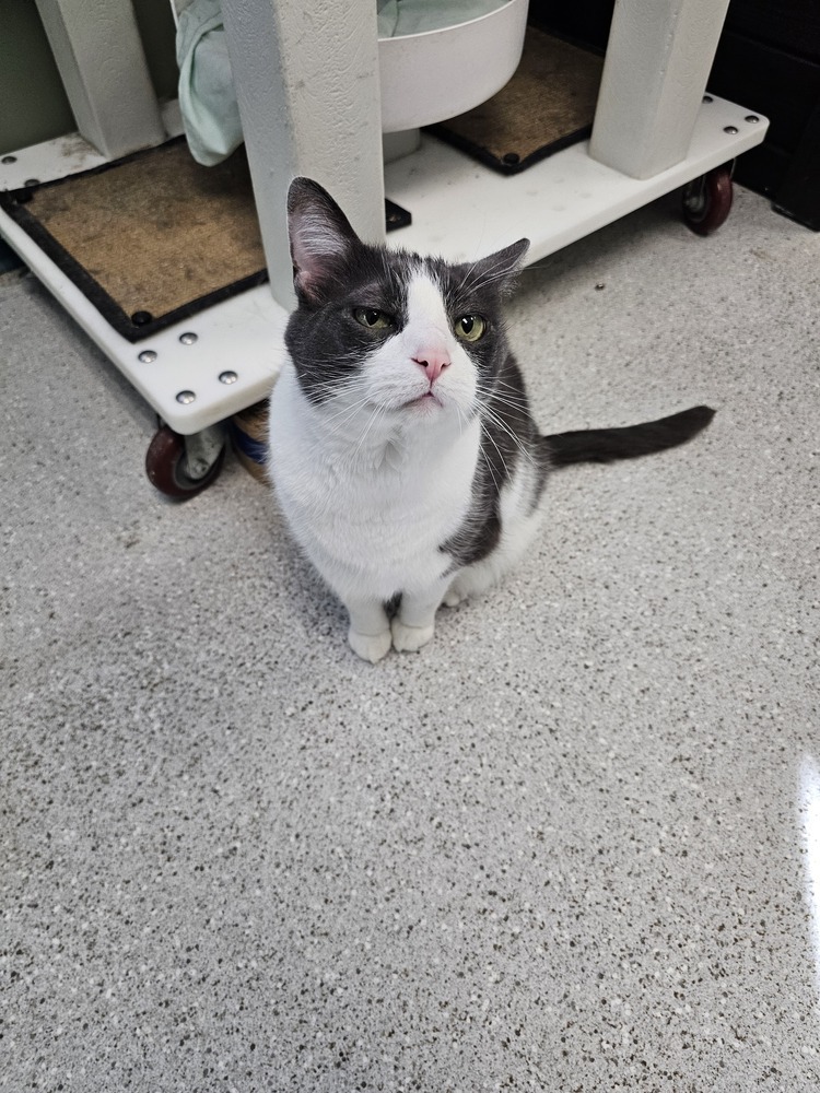 Muddybite, an adoptable Domestic Short Hair in Houghton, MI, 49931 | Photo Image 3