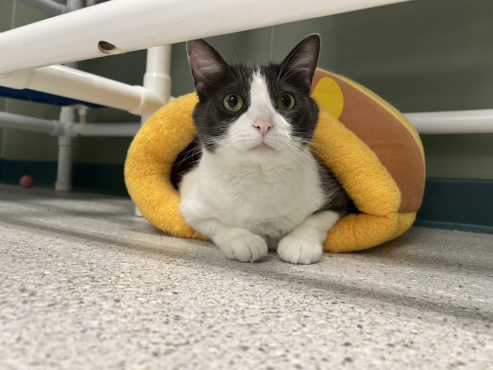 Muddybite, an adoptable Domestic Short Hair in Houghton, MI, 49931 | Photo Image 4