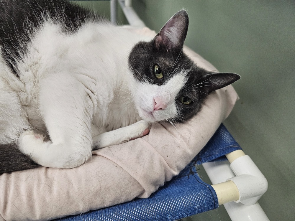 Muddybite, an adoptable Domestic Short Hair in Houghton, MI, 49931 | Photo Image 5