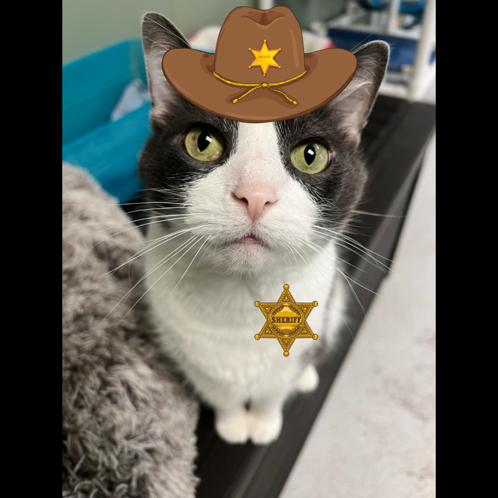 Muddybite, an adoptable Domestic Short Hair in Houghton, MI, 49931 | Photo Image 6