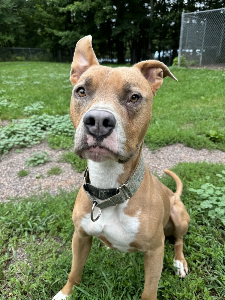 Moo, an adoptable Mixed Breed in Houghton, MI, 49931 | Photo Image 2