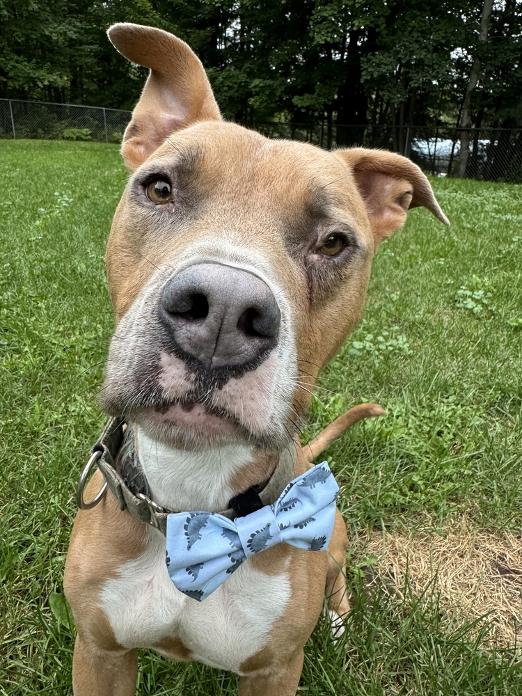 Moo, an adoptable Mixed Breed in Houghton, MI, 49931 | Photo Image 6