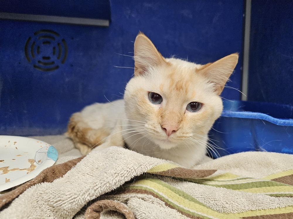 Publix, an adoptable Domestic Short Hair in Houghton, MI, 49931 | Photo Image 1