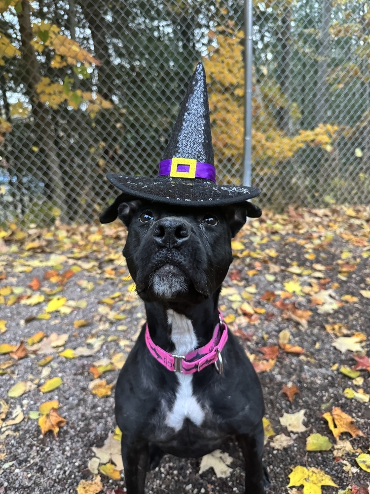 Chompers, an adoptable Mixed Breed in Houghton, MI, 49931 | Photo Image 1
