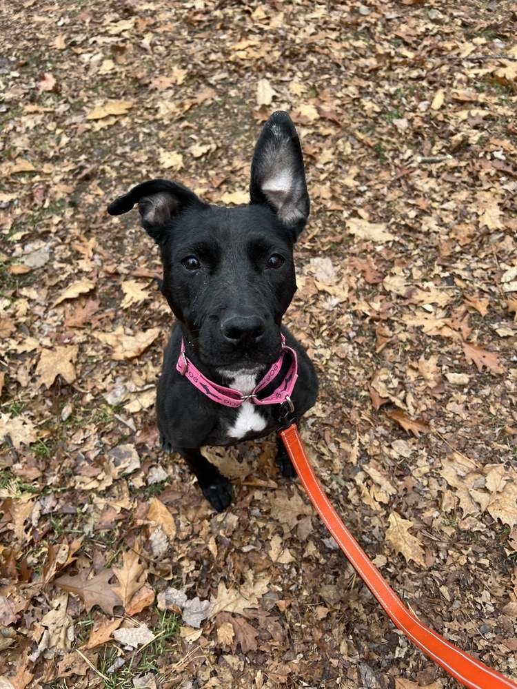 Chompers, an adoptable Mixed Breed in Houghton, MI, 49931 | Photo Image 2