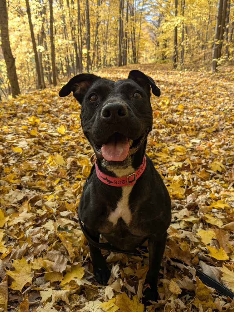 Chompers, an adoptable Mixed Breed in Houghton, MI, 49931 | Photo Image 3