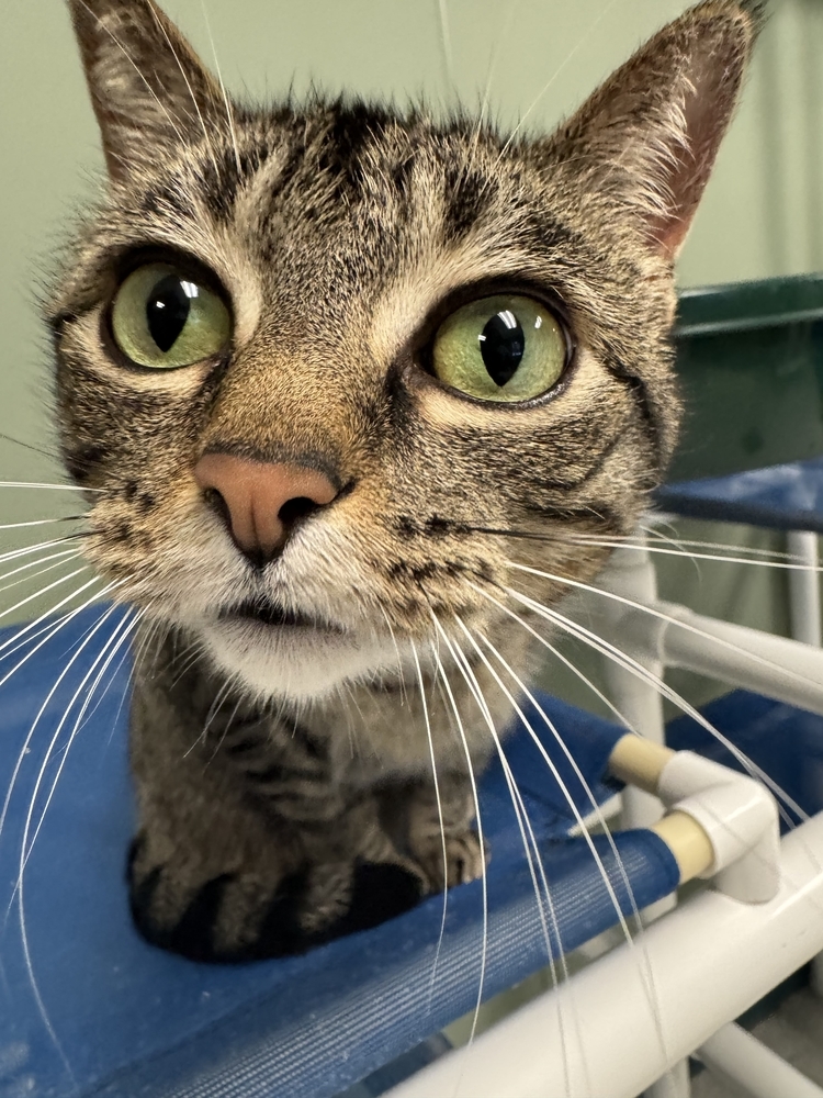 Lucerne, an adoptable Domestic Short Hair in Houghton, MI, 49931 | Photo Image 1