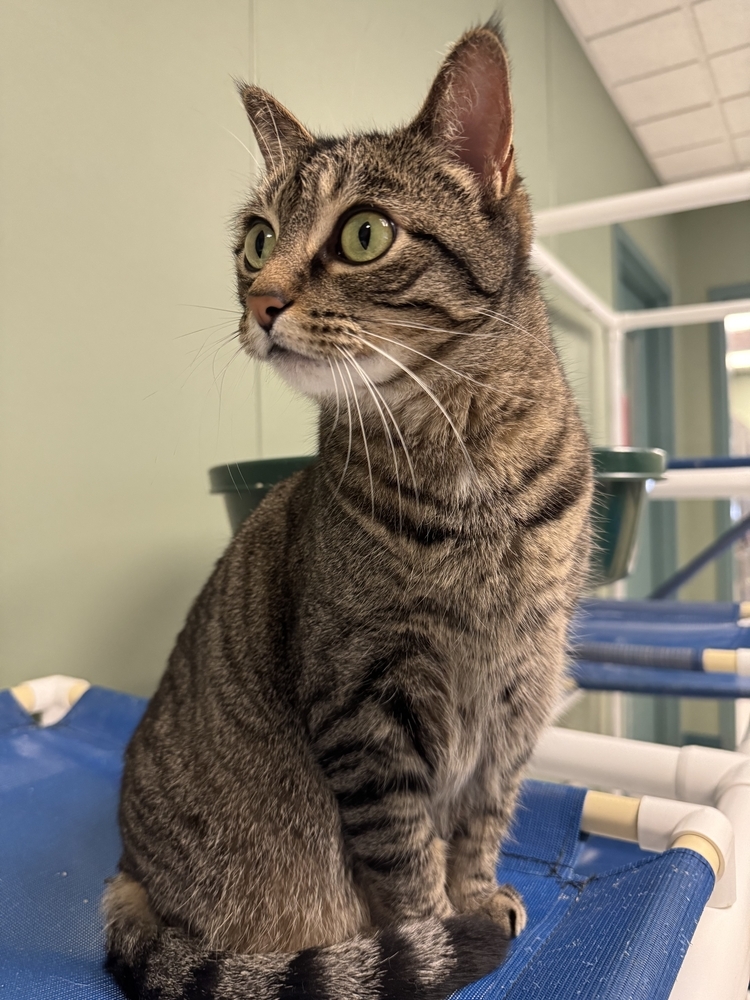 Lucerne, an adoptable Domestic Short Hair in Houghton, MI, 49931 | Photo Image 2