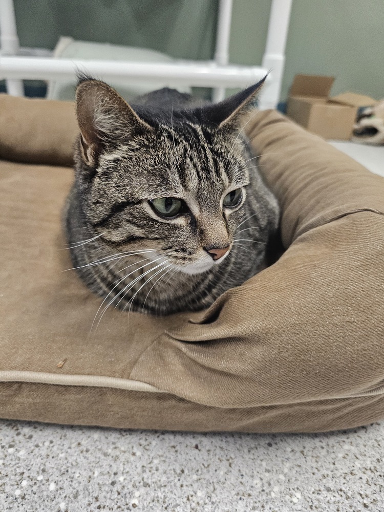 Lucerne, an adoptable Domestic Short Hair in Houghton, MI, 49931 | Photo Image 3
