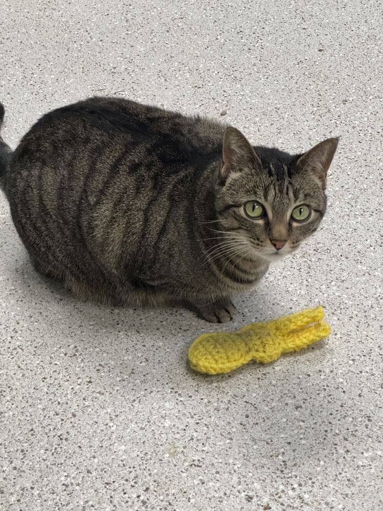 Lucerne, an adoptable Domestic Short Hair in Houghton, MI, 49931 | Photo Image 4