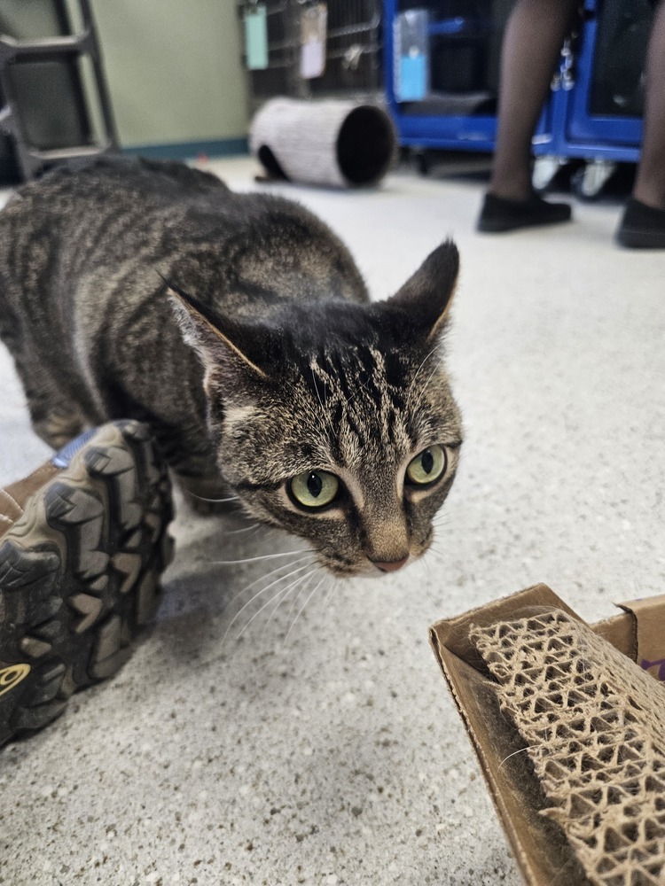 Lucerne, an adoptable Domestic Short Hair in Houghton, MI, 49931 | Photo Image 5