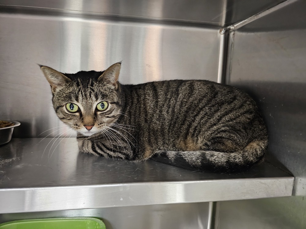 Lucerne, an adoptable Domestic Short Hair in Houghton, MI, 49931 | Photo Image 6