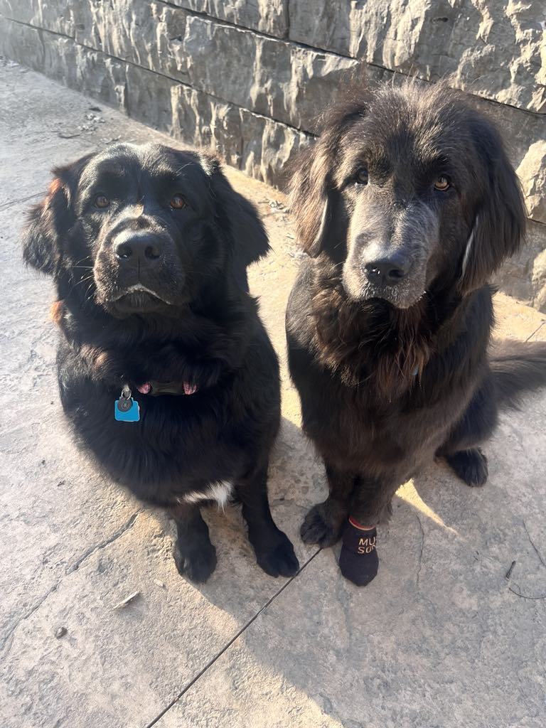 Journey & Gibbs