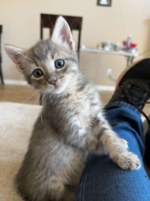 Benji