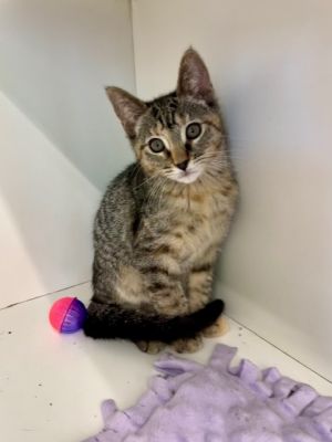 Dover, Baby Female Domestic Short Hair