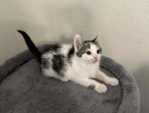 Demi, Baby Female Domestic Short Hair
