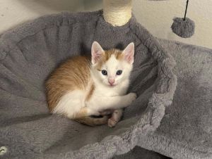 Dalton, Baby Male Domestic Short Hair