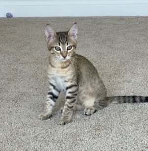 Banks, Baby Male Domestic Short Hair