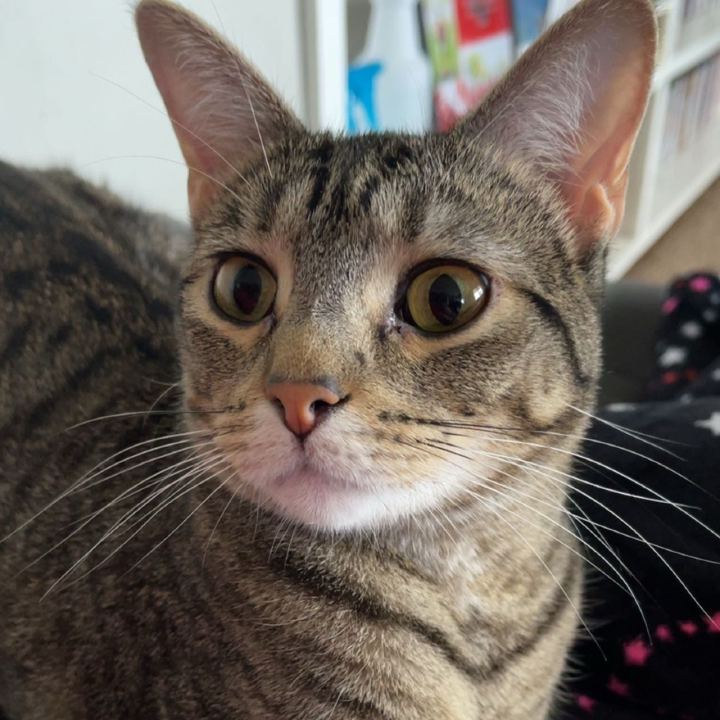 Kodi