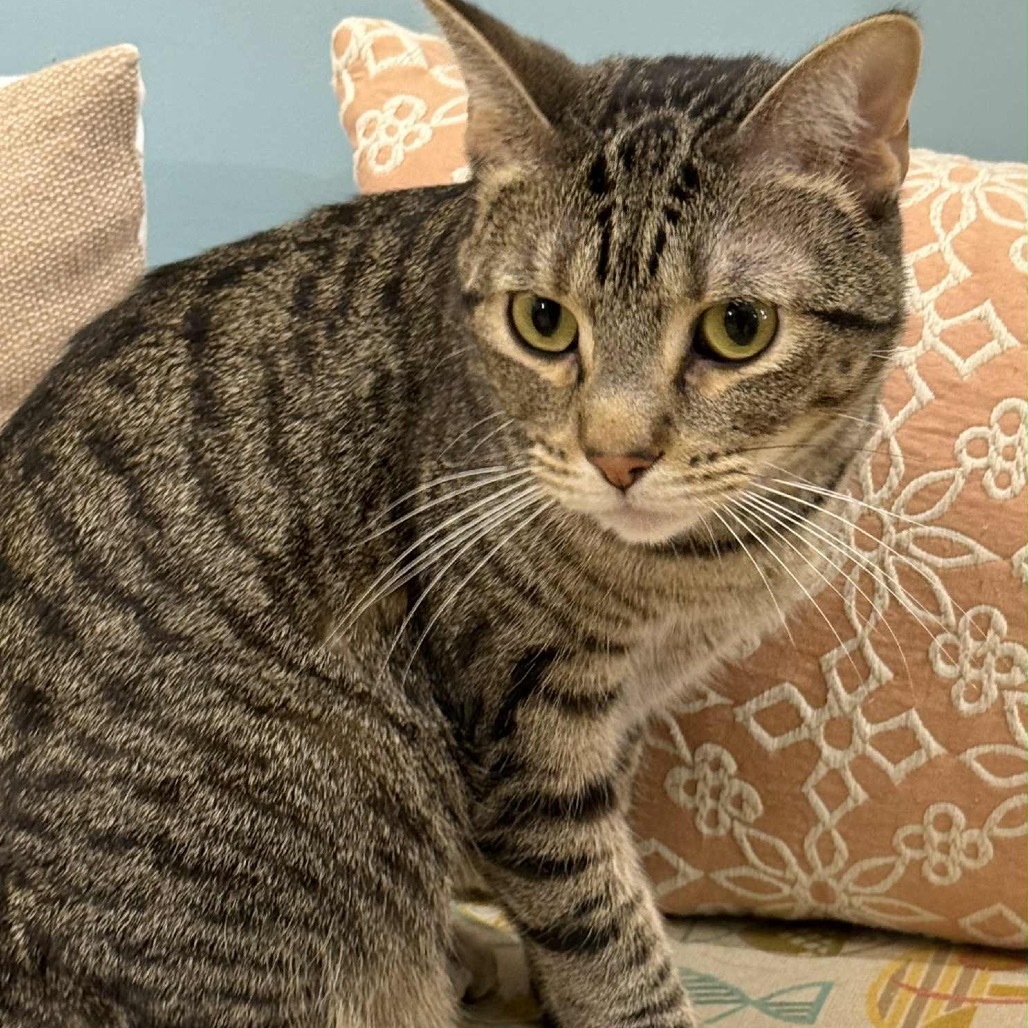 Kodi, an adoptable Domestic Short Hair in Wichita, KS, 67208 | Photo Image 1