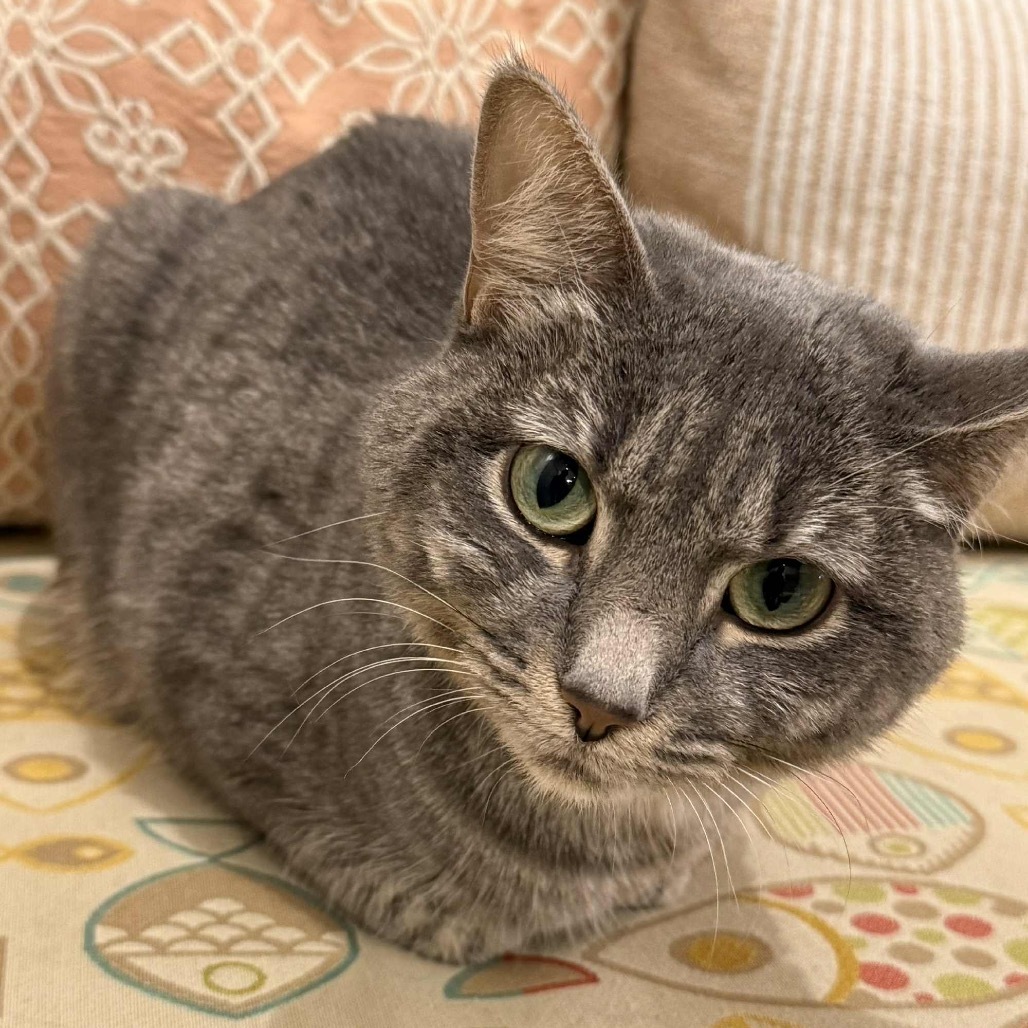 Moonshine, an adoptable Domestic Short Hair in Wichita, KS, 67208 | Photo Image 1