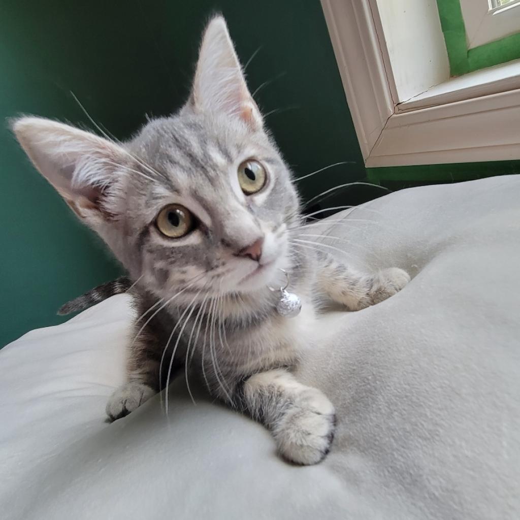 Moonshine, an adoptable Domestic Short Hair in Wichita, KS, 67208 | Photo Image 2