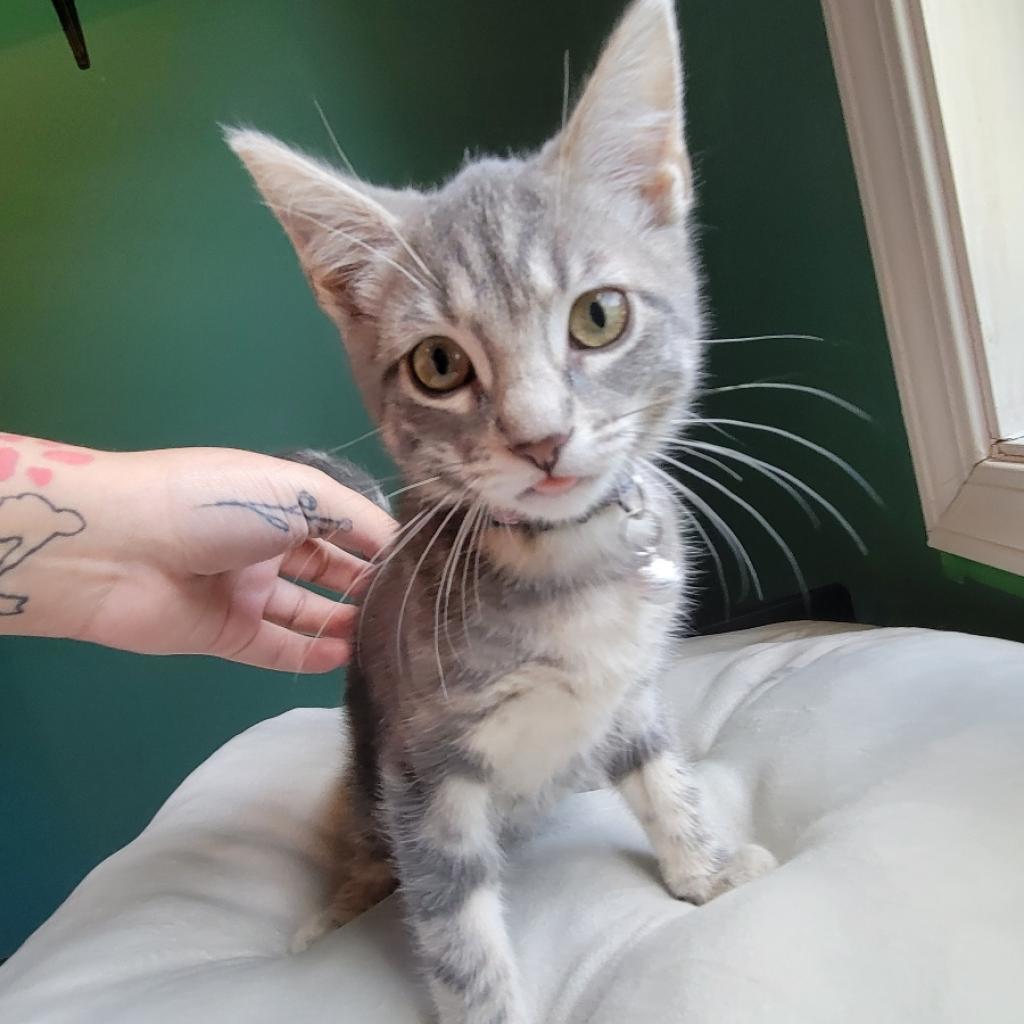 Moonshine, an adoptable Domestic Short Hair in Wichita, KS, 67208 | Photo Image 3