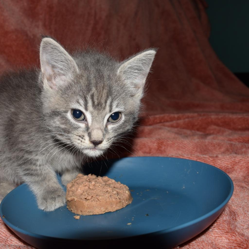 Moonshine, an adoptable Domestic Short Hair in Wichita, KS, 67208 | Photo Image 4