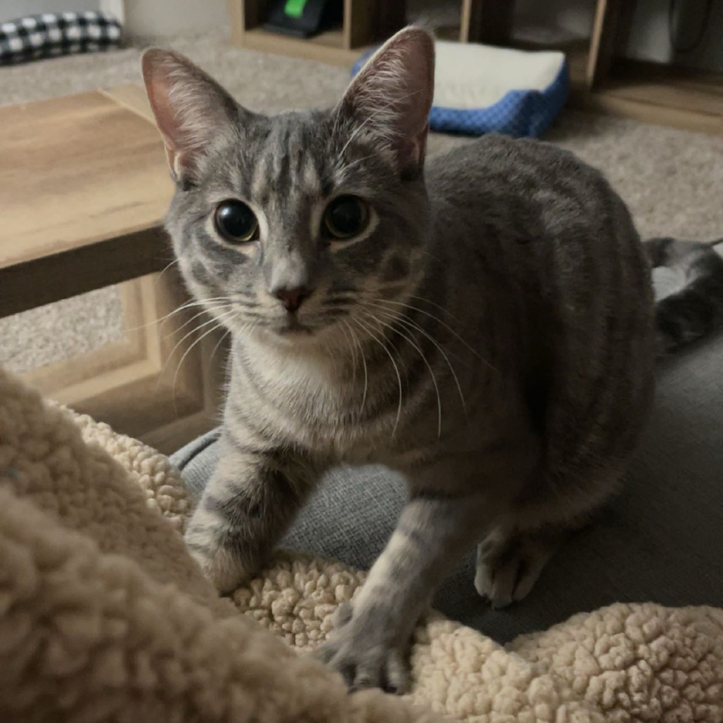 Moonshine, an adoptable Domestic Short Hair in Wichita, KS, 67208 | Photo Image 6