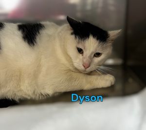 Dyson, Adult Male Domestic Short Hair