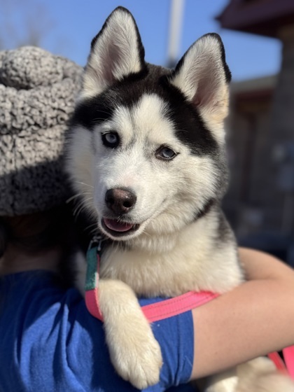 Gunner, an adoptable Pomeranian, Siberian Husky in Gwinn, MI, 49841 | Photo Image 1
