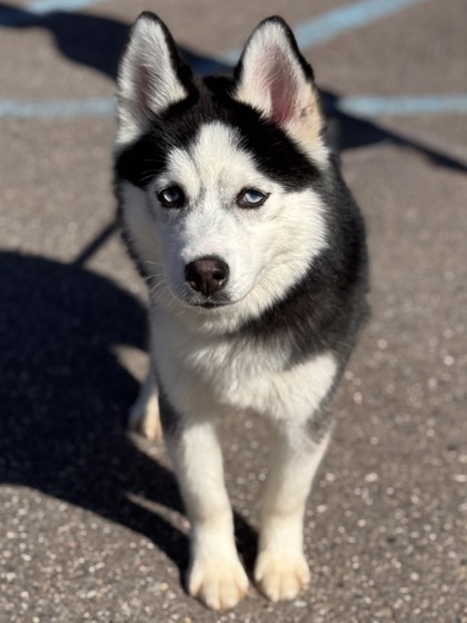 Gunner, an adoptable Pomeranian, Siberian Husky in Gwinn, MI, 49841 | Photo Image 2