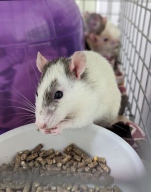 Radish, Adult Male Rat