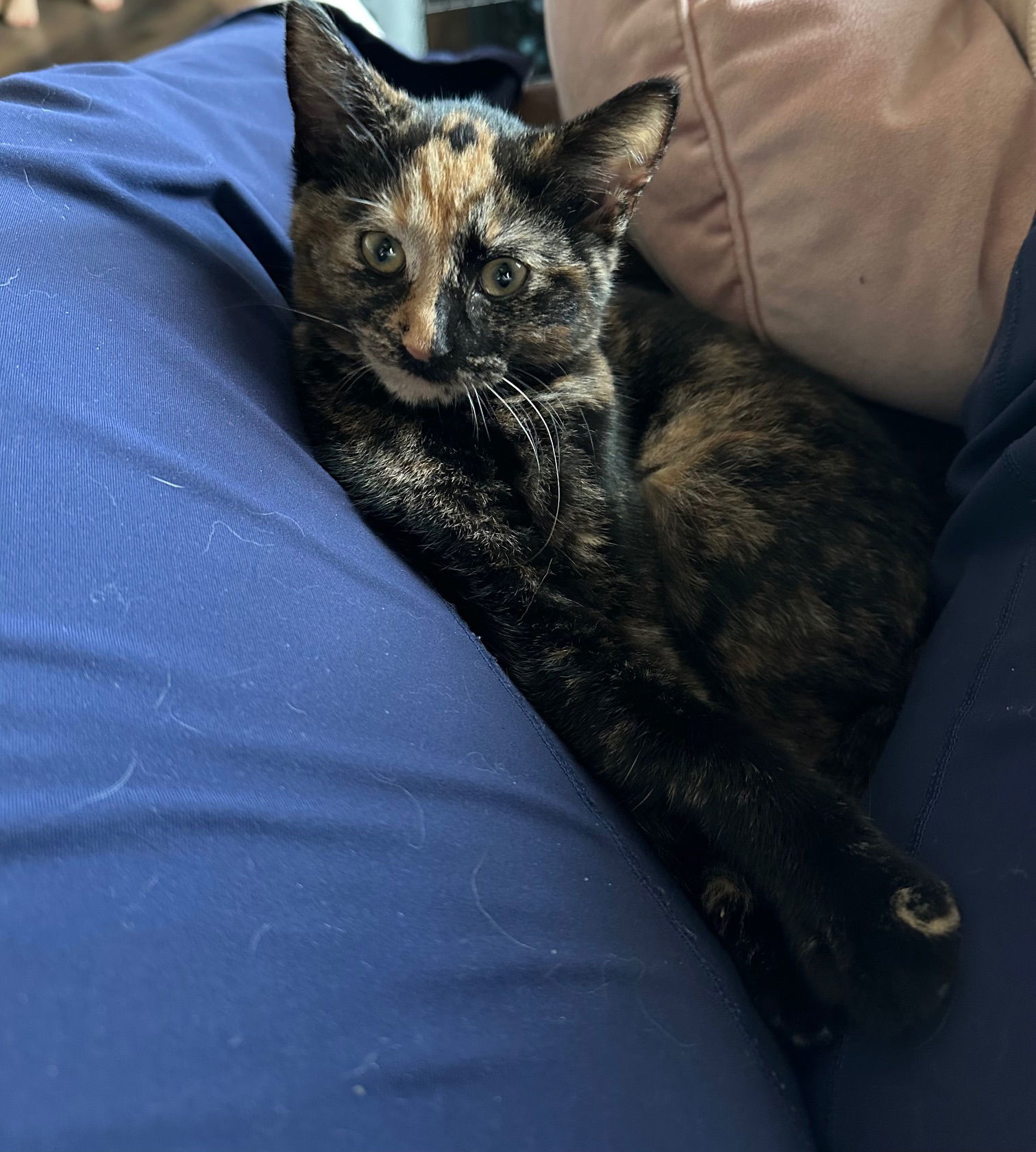 Cali
