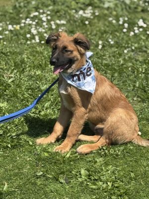 Meet Preston - Your New Best Friend Say hello to Preston a happy-go-lucky German Shepherd puppy wi