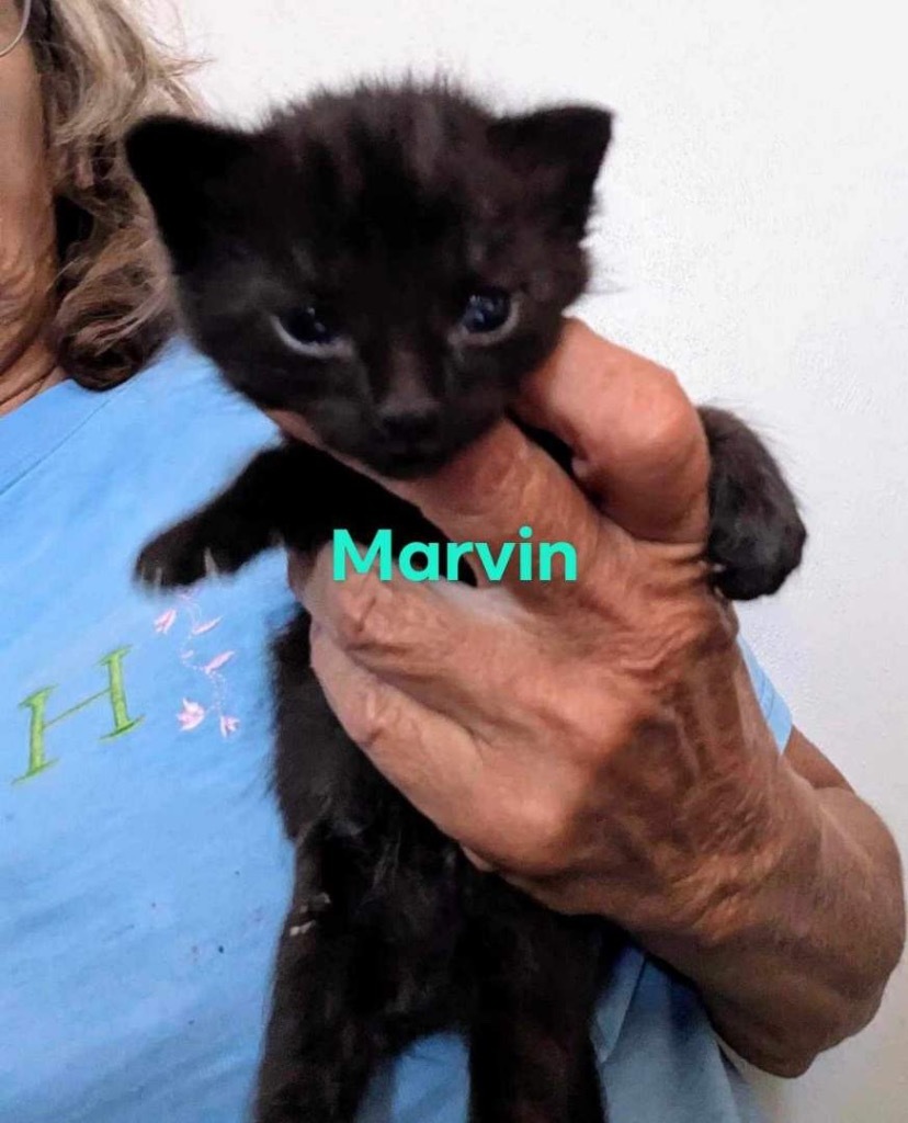 Marvin