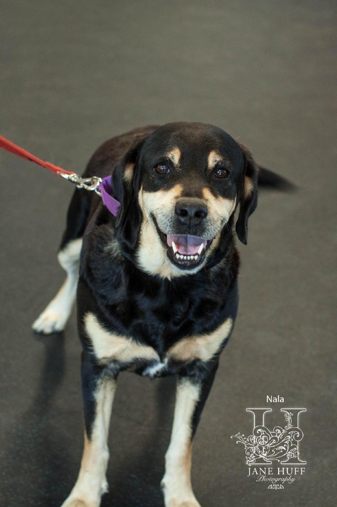 Nala, an adoptable Labrador Retriever, Rottweiler in Crandon, WI, 54520 | Photo Image 1