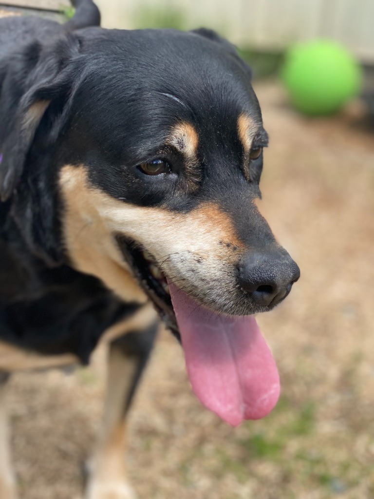 Nala