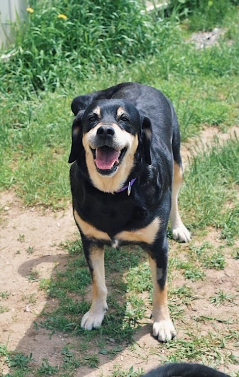 Nala, an adoptable Labrador Retriever, Rottweiler in Crandon, WI, 54520 | Photo Image 3