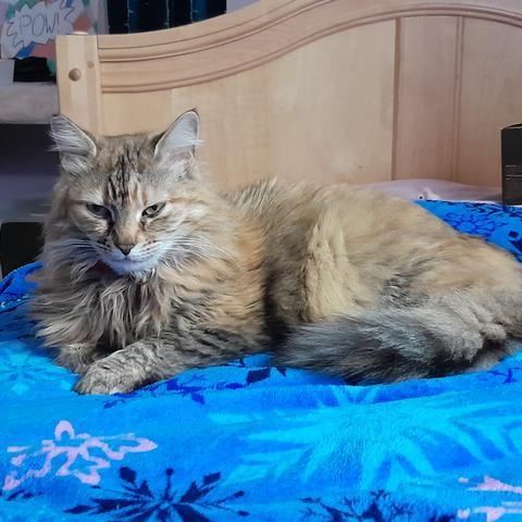 Ofelia