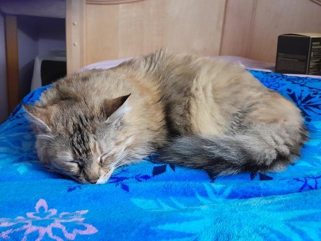 Ofelia